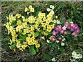 Spring flowers on a roadside bank for Good Friday