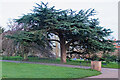 TQ2679 : Cedar tree near the Albert Memorial, Kensington Gardens by Roger Jones