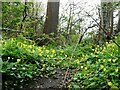 Celandines in Bysing Wood, near Luddenham