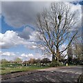 Poplar tree with mistletoe, Stoke Heath, Coventry