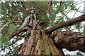 NS3478 : Wellingtonia (Sequoiadendron giganteum) by Richard Sutcliffe