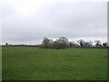 Grazing, Dunham Heath