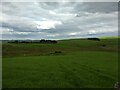 Lush grassland near Bwlch-y-maen-melyn