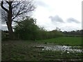 Waterlogged grazing and hedgerow