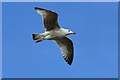 Southwold: Juvenile gull