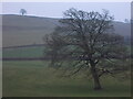 Two trees south east of Bridges