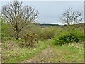 Path in Newstead and Annesley Country Park