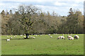 Pasture, Caldbeck