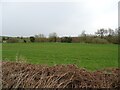 Grazing towards the River Weaver