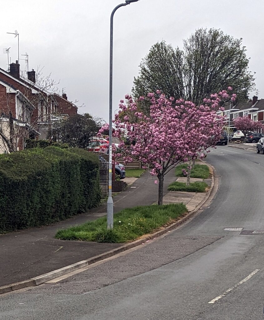 Pink Blossom In April, Rowan Way, © Jaggery :: Geograph Britain And 