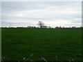 Grazing near Bostockgrange Farm