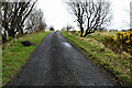 H2870 : Glenbane Road, Carrick by Kenneth  Allen