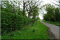 SE5741 : Tulips along Acaster Lane by DS Pugh
