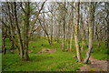 Circular path in Findon Wood