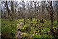 Silver birch in Findon Wood