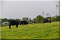 Aust : Grassy Field & Cows