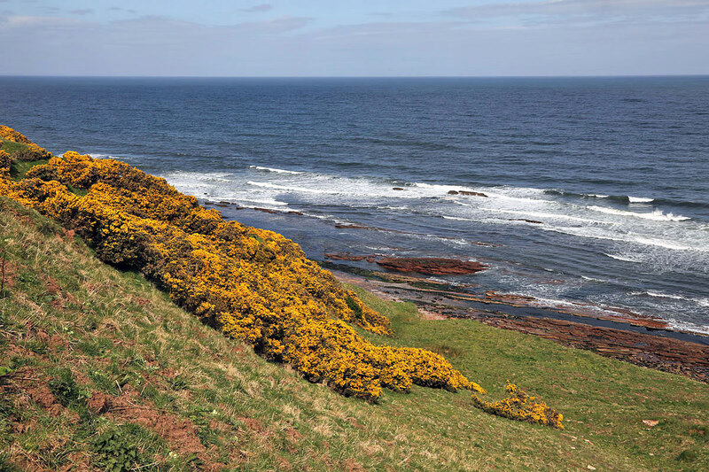 Gorse in flower at Red Heugh © Walter Baxter :: Geograph Britain and ...