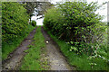 H4670 : Disused lane, Doogary by Kenneth  Allen