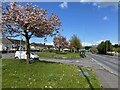 Cherry trees along Derry Road, Gortmore, Omagh