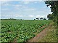 Field of beet