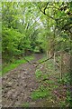 Downed Branch and Crockers Lane