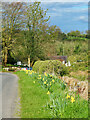 Daffodils on (the course of) Hadrian