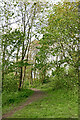 Woodland track in Perton, Staffordshire