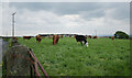 Cattle in field seen from Shaw Lane, Northowram