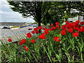 H4472 : Tulip display at McConnell Place, Omagh by Kenneth  Allen