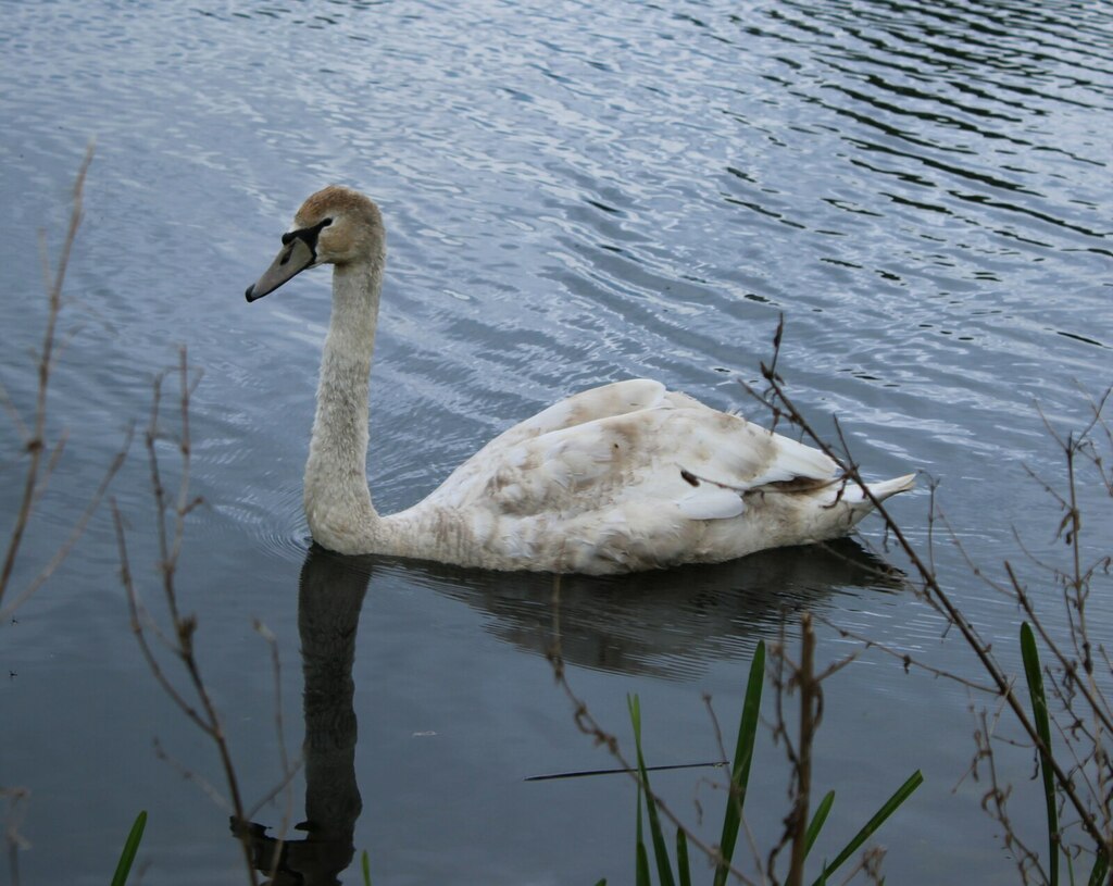 A juvenile mute swan © Richard Sutcliffe :: Geograph Britain and Ireland