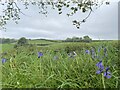 Roadside verge near Pwll-llaca