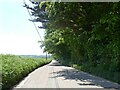 Road Plantation, on Bude Hill