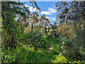 Carse Wood paths