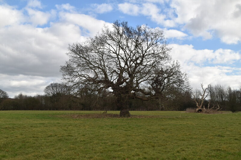 Isolated tree © N Chadwick :: Geograph Britain and Ireland