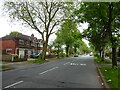 Tree-lined Hayeswater Road