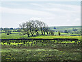 Trees beside wall beyond marshy ground