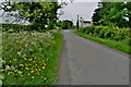 Cow parsley and buttercups along Doogary Avenue