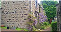 Wonderful display of wisteria at Ellon house