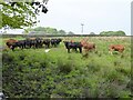 Inquisitive young cattle