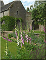 Foxgloves, Dartington