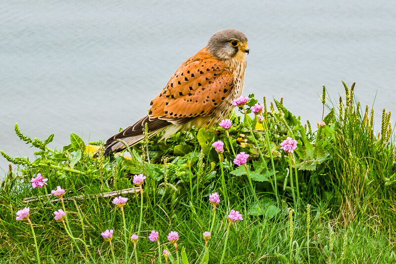 Common Kestrel (Falco tinnunculus) © Ian Capper :: Geograph Britain and ...