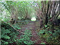 Llwybr Rhydowen Isaf / Rhydowen Isaf path