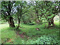 Llwybr Rhydowen Isaf / Rhydowen Isaf path