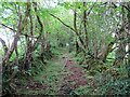 Llwybr Rhydowen Isaf / Rhydowen Isaf Path