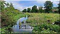 River Bulbourne, from the canal towpath