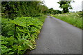 Giant hogweed along Glenfern Road