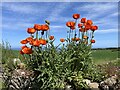 Red Poppies on old field Wall at Birnieknowes