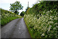 Cow parsley along Blackfort Avenue