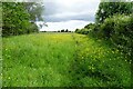 Path through the buttercups near Wigginton Road