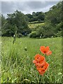 Giant poppies near Abernant